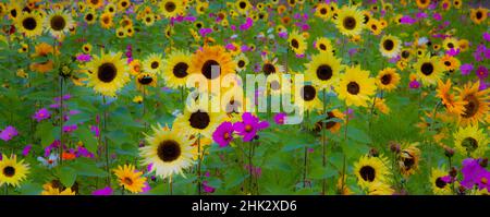 USA, New Hampshire meridian planted with sunflowers and cosmos flowers along Interstate 95. Stock Photo