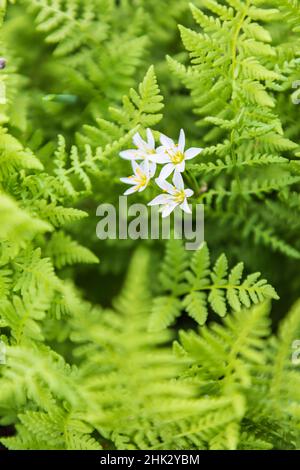 Castroville, Texas, USA. Ferns in the Texas Hill Country. Stock Photo