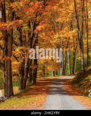 USA, New England, Vermont gravel road lined with sugar maple in full Fall color Stock Photo