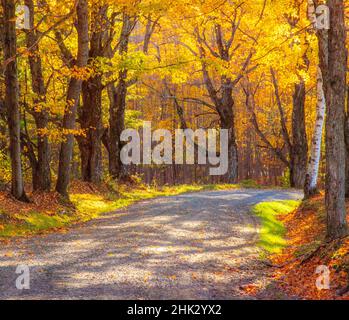 USA, New England, Vermont tree-lined gravel road with Sugar Maple in Autumn Stock Photo