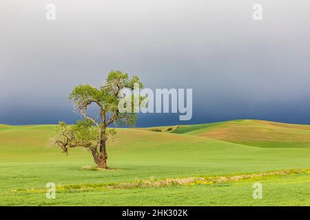 Steptoe, Washington State, USA. Cottonwood tree in wheat field under storm clouds in the Palouse hills. Stock Photo