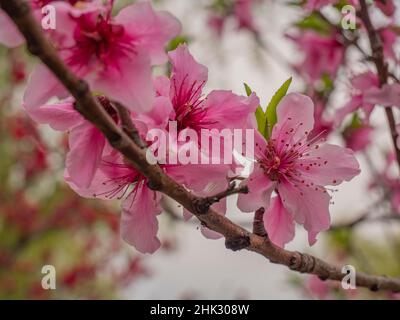 The peach blossoms on the branch in spring Stock Photo