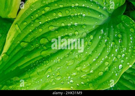 Fragrant Plantain Lily Stock Photo