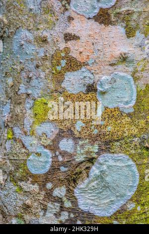 Lichen on a tree trunk Stock Photo
