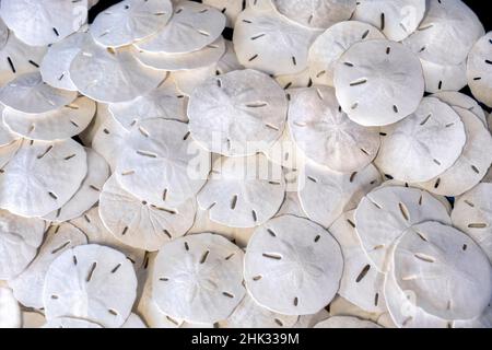 Sand dollars, USA Stock Photo