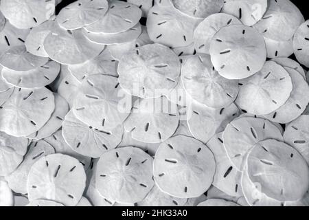 Sand dollars, USA Stock Photo