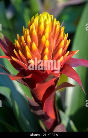 Yellow and orange Bromeliad, USA Stock Photo