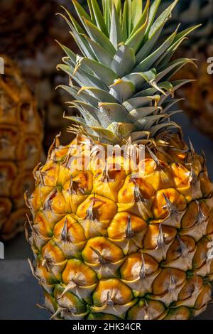 Sugarloaf pineapple Stock Photo