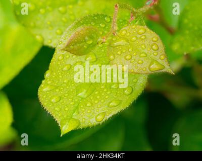 Water drops on Salal leaves Stock Photo