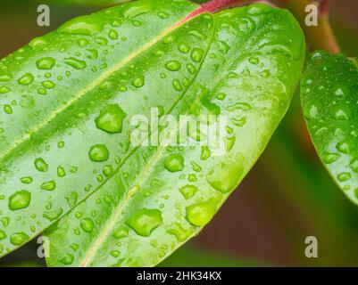 Rain drops on Rhododendron leaves Stock Photo