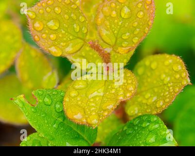 Water drops on Salal leaves Stock Photo