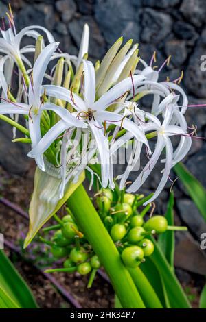 Giant Crinum Lily, Spider Lily Stock Photo
