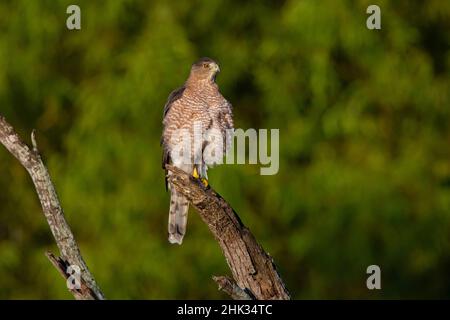 Cooper's Hawk (Accipiter cooperi) perched on stump Stock Photo