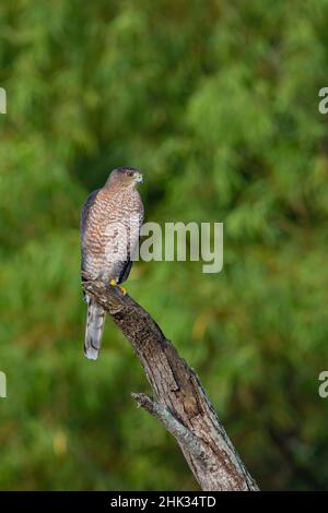 Cooper's Hawk (Accipiter cooperi) perched on stump Stock Photo