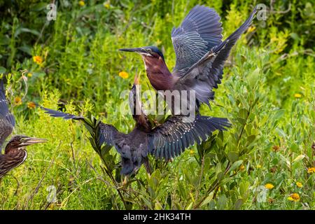 Green Heron (Butorides virescens) feeding time Stock Photo