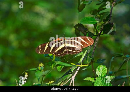 Zebra Heliconius (Heliconius charithonia) feeding Stock Photo
