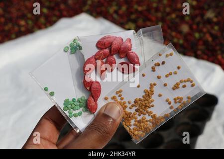 Packets of Eggplant seeds along with bell pepper and pumpkin seeds coated held in the hand Stock Photo