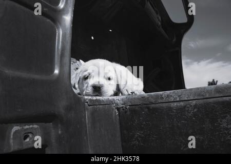 Labrador retriever puppy Stock Photo