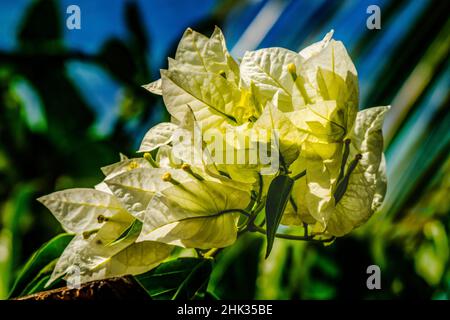 White bougainvillea, Moorea, Tahiti, French Polynesia Stock Photo