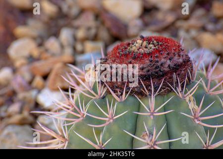 USA, Arizona, Phoenix. Barrel cactus with red crown. Stock Photo