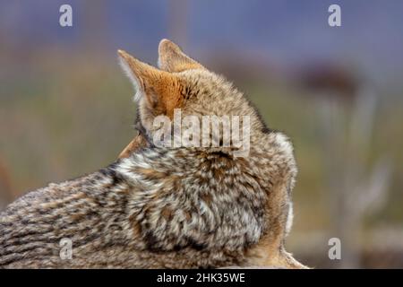 Coyote: Arizona-Sonora Desert Museum: Tucson, AZ, Taken at …