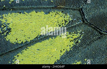 Close-up patterns of butterfly wings showing the tiny overlapping scales. Stock Photo
