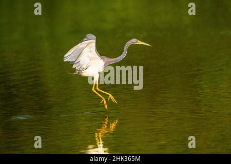 USA, Florida, Sarasota, Myakka River State Park, Wading Bird, Tricolored Heron Flying Stock Photo