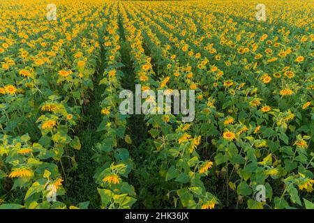 Aerial view of a Sunflower field at sunrise, Jasper County, Illinois Stock Photo