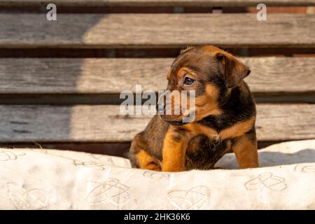 One month old brown Jack Russell puppy sitting on a wooden garden bench. Out in the sun for the first time. Animal Themes, pillow, Selective Focus, Bl Stock Photo