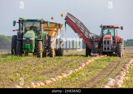 Picking up pumpkins during pumpkin harvest, Mason County, Illinois Stock Photo