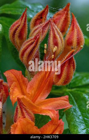 Tangerine Delight Azalea flowers in Northeast Harbor, Maine, USA Stock Photo