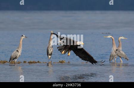 Bald eagle fishing near herons Stock Photo