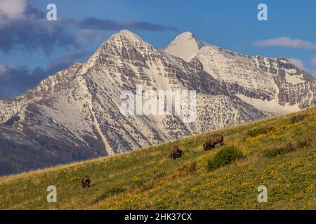 Bison bulls grazing in balsamroot with dramatic Mission Mountains at the National Bison Range in Moiese, Montana, USA Stock Photo