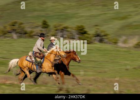 Cowboys ride at the Theodore Roosevelt Memorial Ranch near Dupuyer, Montana, USA (MR) Stock Photo