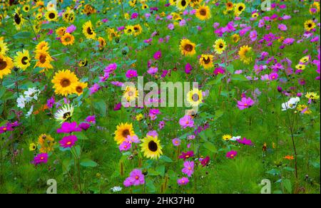 USA, New Hampshire meridian planted with sunflowers and cosmos flowers along Interstate 95. Stock Photo