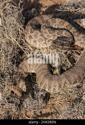 Prairie Rattlesnake, Crotalus viridis, pinyon-juniper terrain, New Mexico, controlled Stock Photo