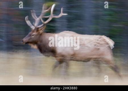 Bull Elk in Motion Stock Photo - Alamy