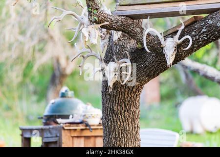 Llano, Texas, USA. Deer skulls on a tree in the Texas Hill Country. Stock Photo