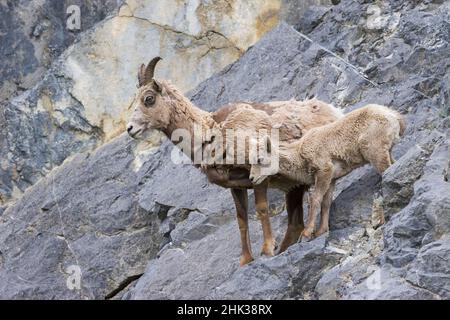 Ewe and lamb Rocky Mountain bighorn sheep at Wilcox Pass in Jasper ...