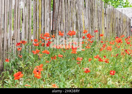 Castroville, Texas, USA. Poppies and wooden fence in the Texas Hill Country. Stock Photo