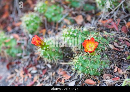 Castroville, Texas, USA. Prickly pear flower in the Texas Hill Country. Stock Photo