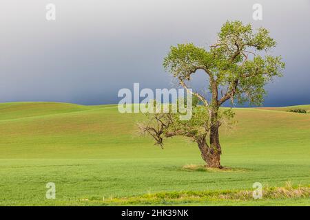 Steptoe, Washington State, USA. Cottonwood tree in wheat field under storm clouds in the Palouse hills. Stock Photo
