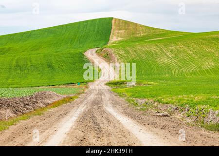 Albion, Washington State, USA. Dirt road through wheat fields in the Palouse hills. Stock Photo