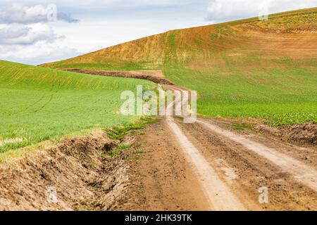 Albion, Washington State, USA. Dirt road through wheat fields in the Palouse hills. Stock Photo