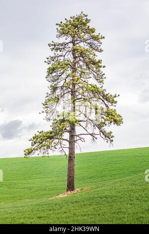 Palouse, Washington State, USA. Ponderosa pine in wheat field in the Palouse hills. Stock Photo