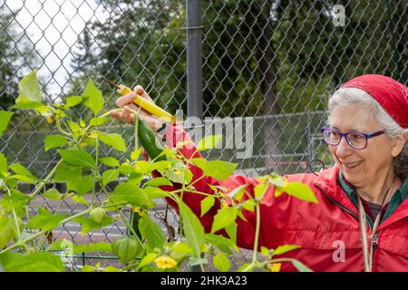 Issaquah, Washington State, USA. Woman harvesting cucumbers. (MR) Stock Photo