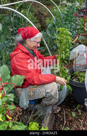 Issaquah, Washington State, USA. Woman harvesting Genovese Basil. (MR) Stock Photo