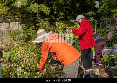 Issaquah, Washington State, USA. Women harvesting tomatillos in a community garden. (MR, PR) Stock Photo