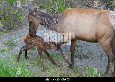 Newborn elk calf, first bath Stock Photo