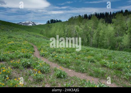 Curved Path Through Wildflower Meadow Of Buttercups And Daisies Stock 